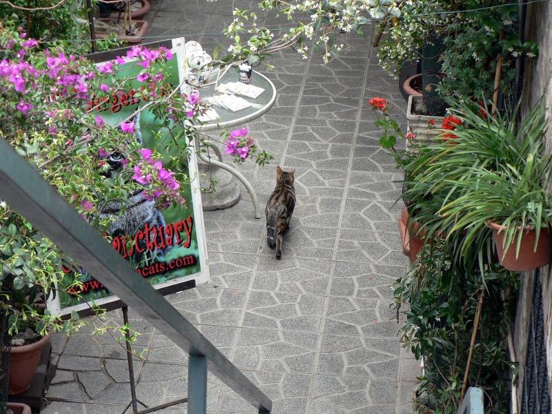 Gatti_di_Torre_ Argentina (7)