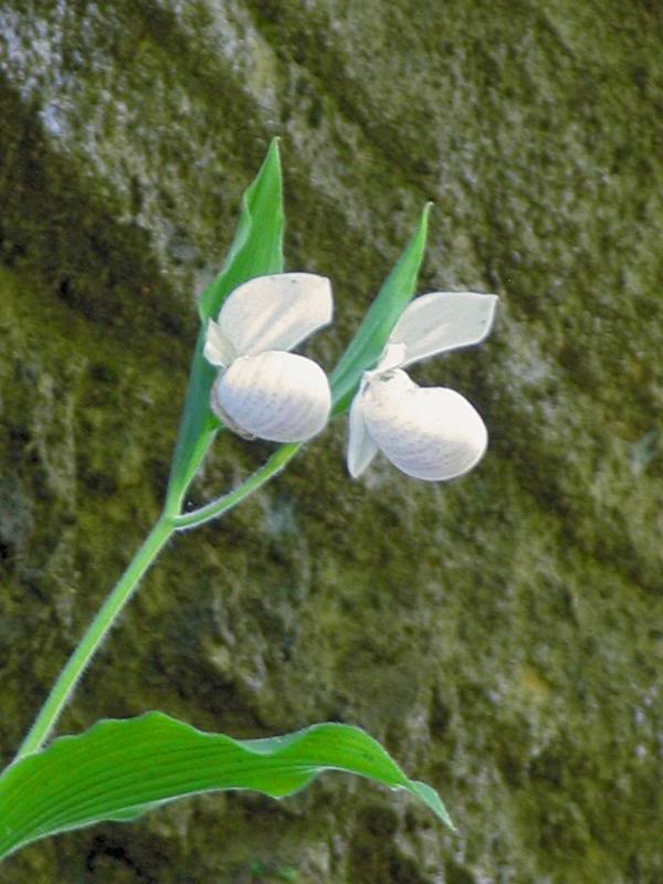 0004_IMGlab Cypripedium reginae