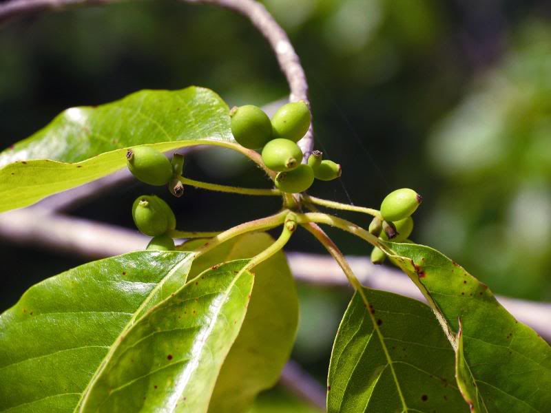 0006_IMG Nyssa sylvatica