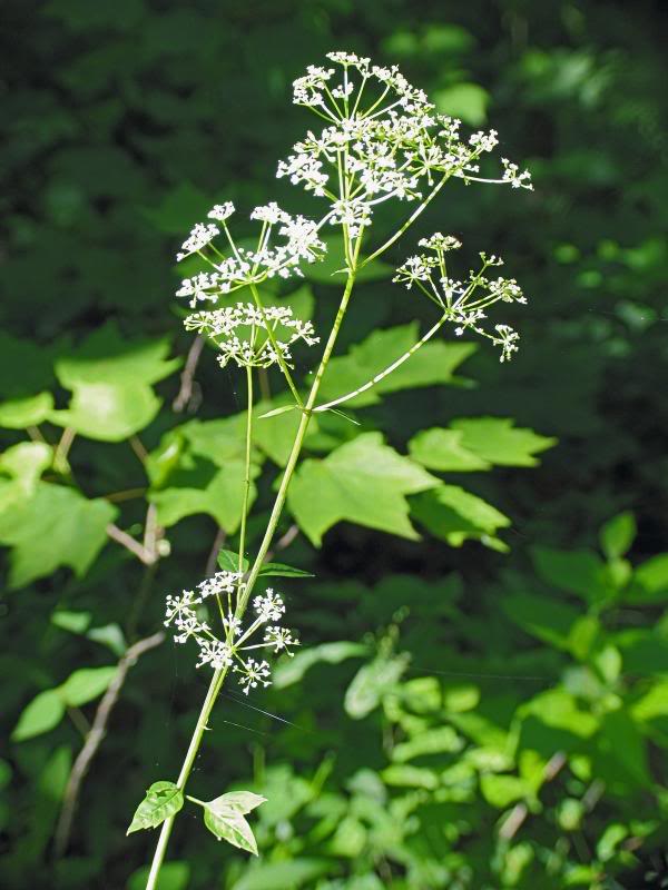 0009_IMGlab Angelica venenosa