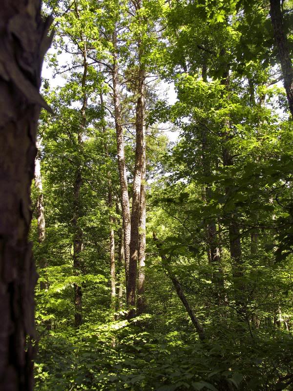 0010_IMG Pinus echinata