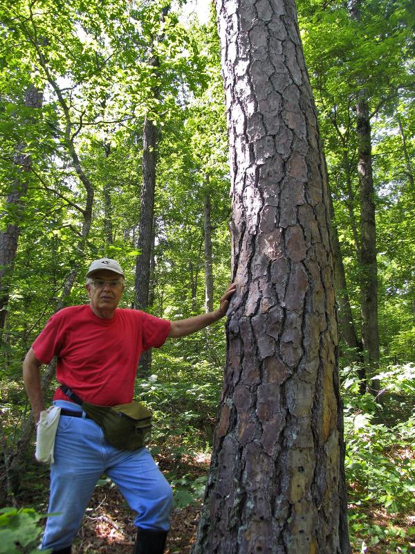 0011_IMG Pinus echinata