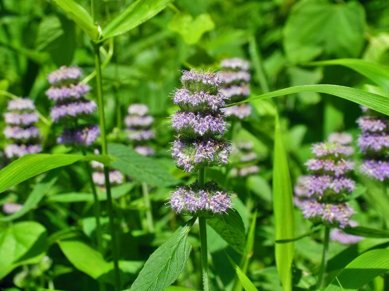 0013_IMG Blephilia ciliata