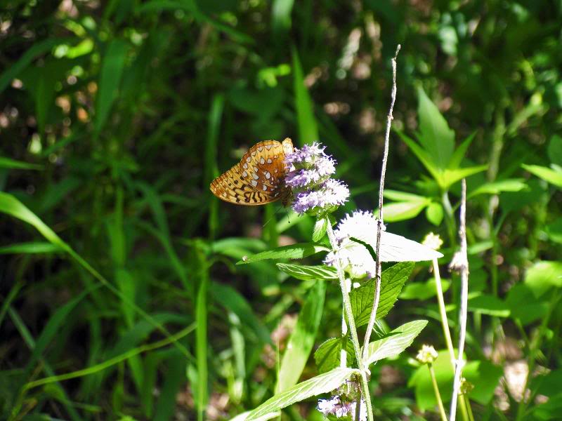 0014_IMG Blephilia ciliata