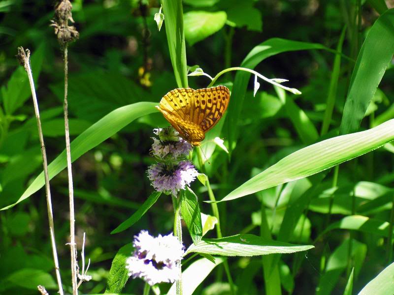 0015_IMG Blephilia ciliata