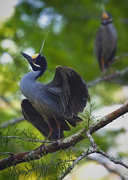 gold crown heron