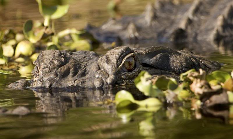 heres loooking at you