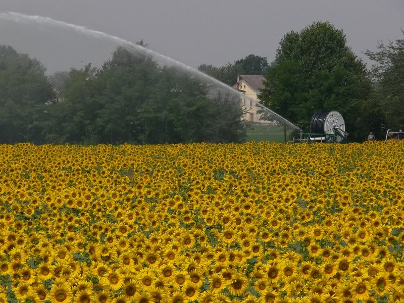 P1020086 - irrigation on the next field