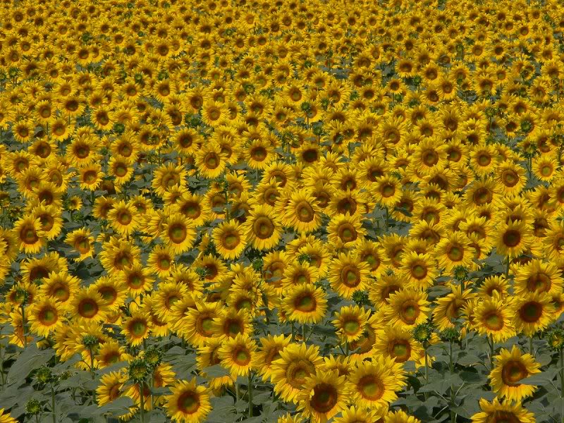 P1020087 - perfect field