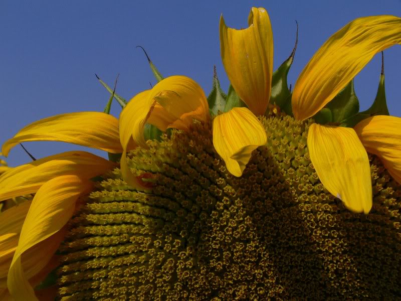 P1020157 - big flower