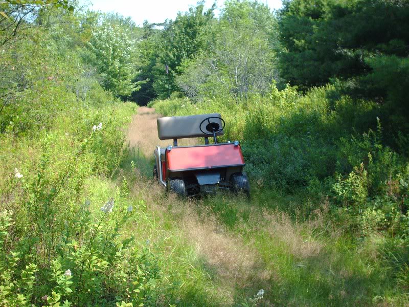 In the blueberry fields