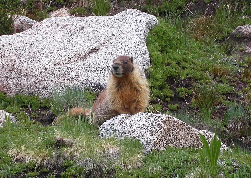 Marmot