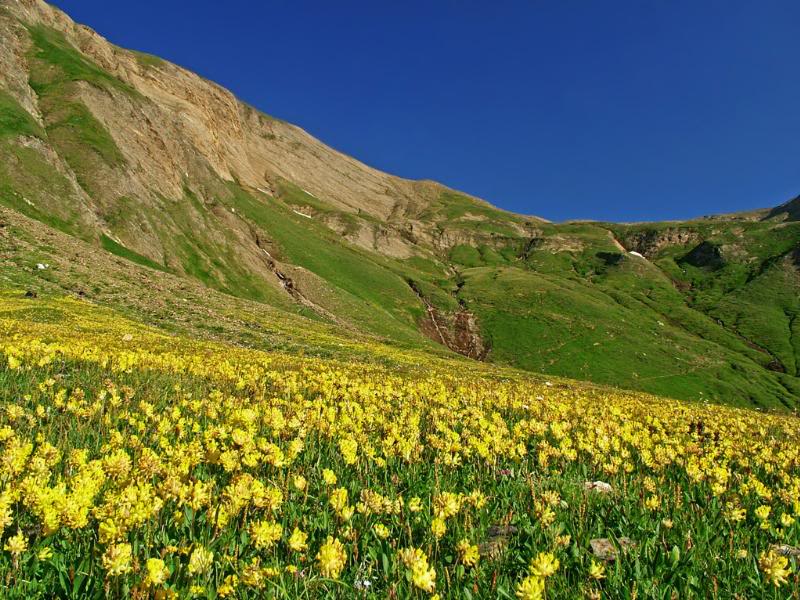 006 - A yellow carpet