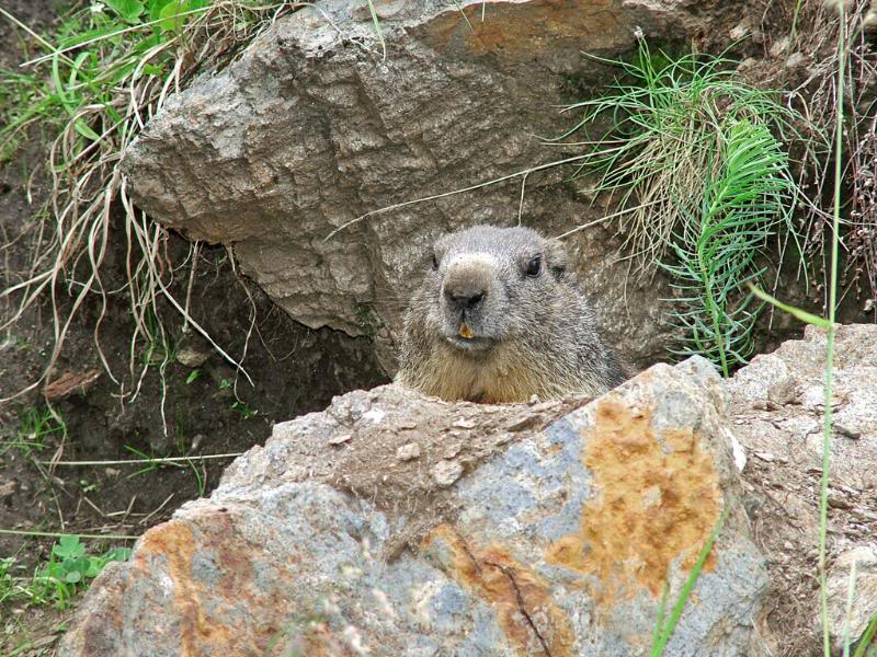 007 - A curious friend