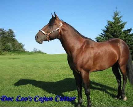 DOC LEO'S CAJUN CUTTER