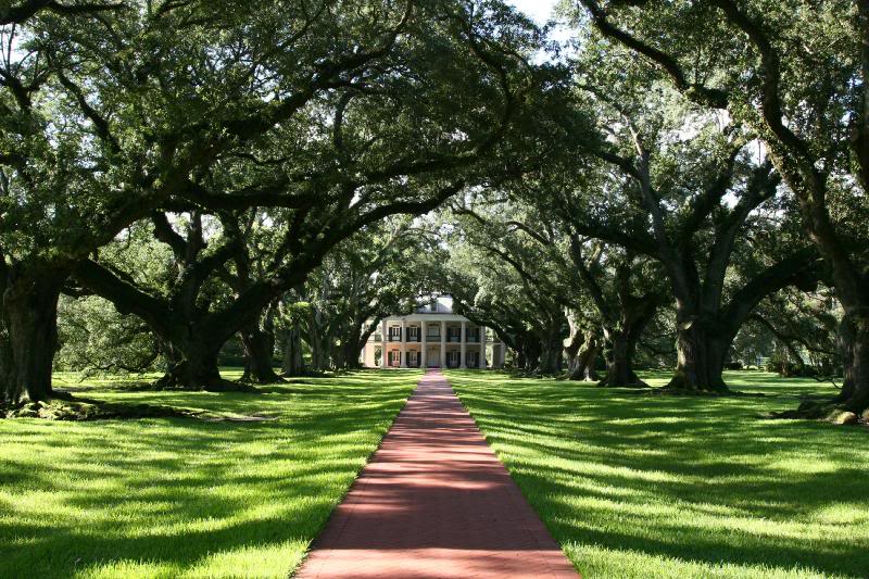 Half Way Down the Majestic Alley of the Oaks