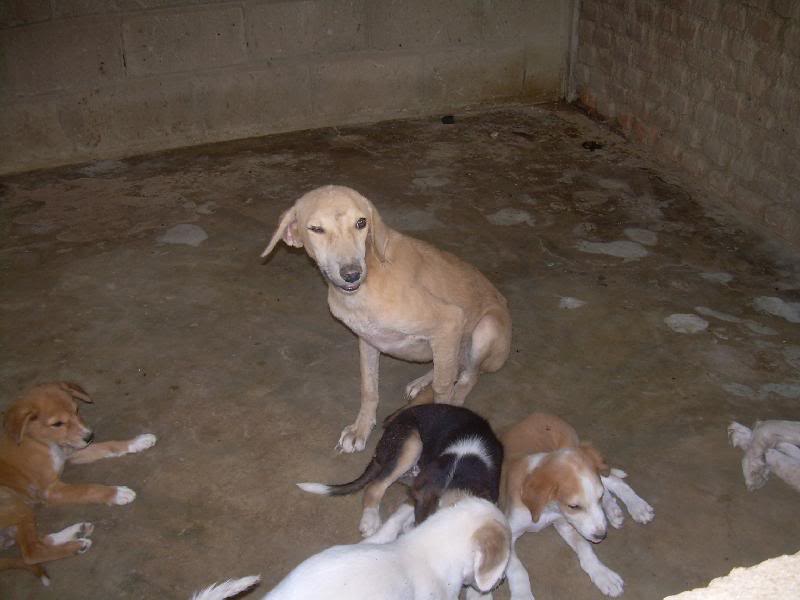 dogs at the orphanage