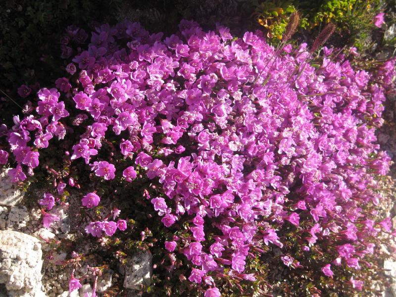 Epilobium obcordatum, Rock Fringe