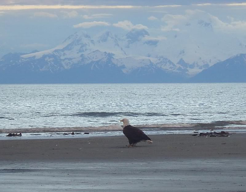 Eagle on the Beach at Anchor Point, Aklaska