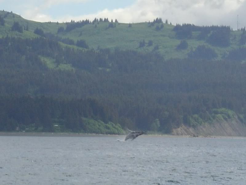 Humpback breaching near Seldovia Alaska - 6/06
