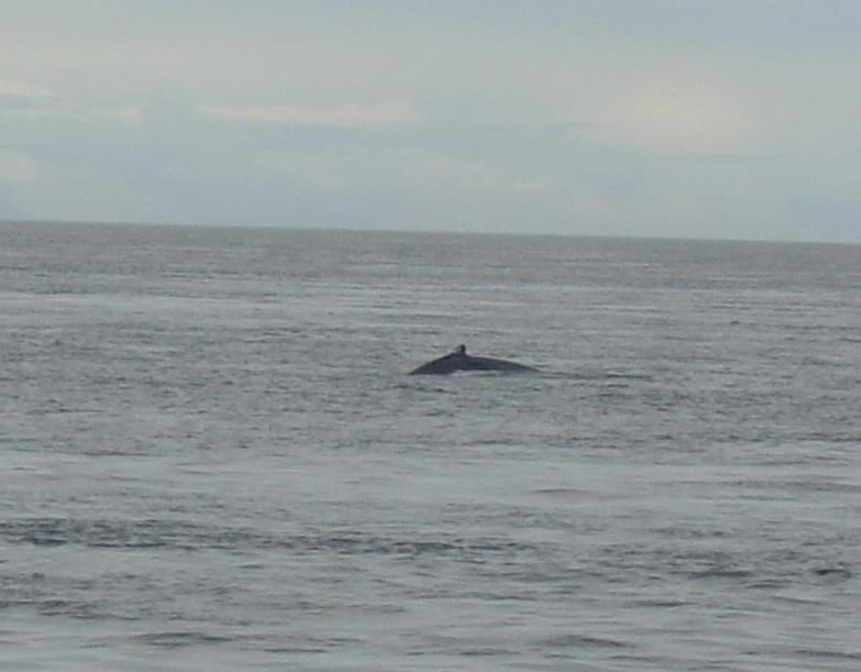 Humpback in Kachemak Bay - Alaska - 6/06
