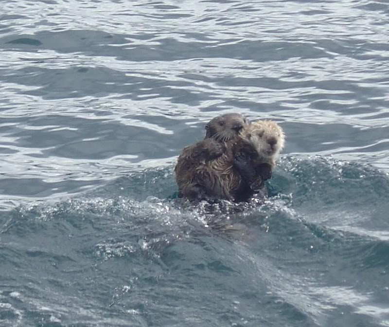Sea Otter & her baby near Homer Alaska - 6/06