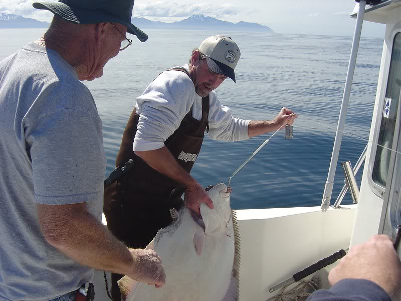 Sledge & Earl boating a nice Halibut - 6/06