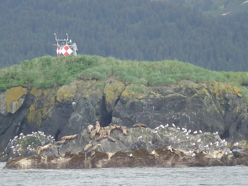 alaska halibut 6-06 homer 052