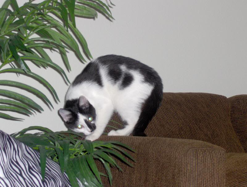 Our kitty, Jack! I LOVE him