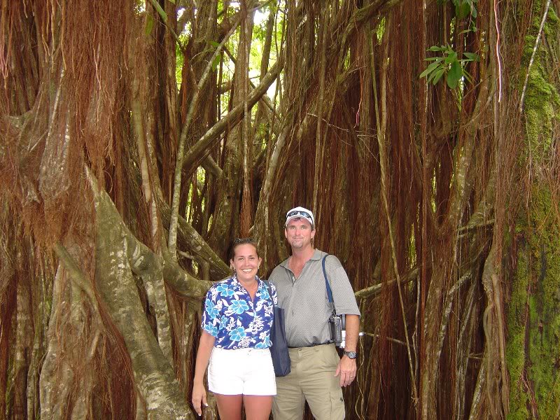 Banyon Tree, Lahaina Maui (all one tree)