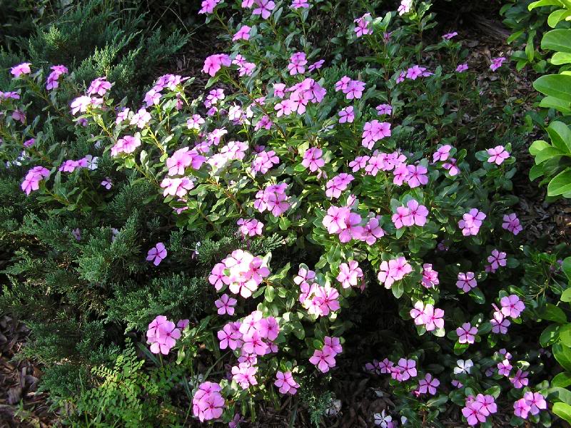 P9010002 Periwinkles ??