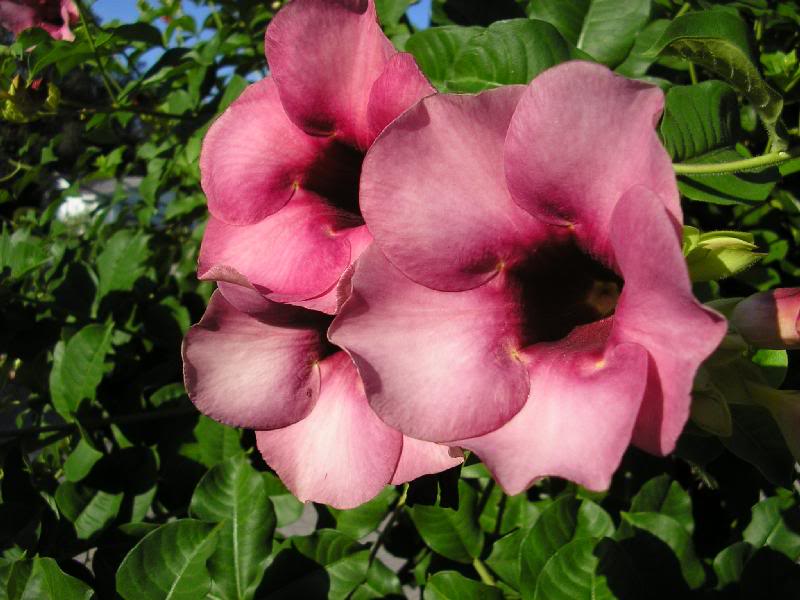 P9010003 Cherries Jubilee (Purple Allamanda)