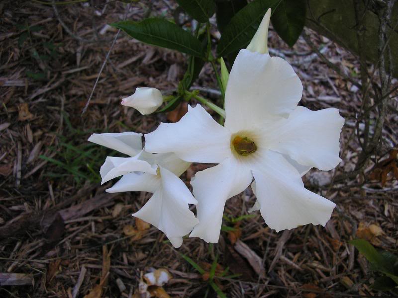 P9010009 White Mandevilla with tiny rain frog
