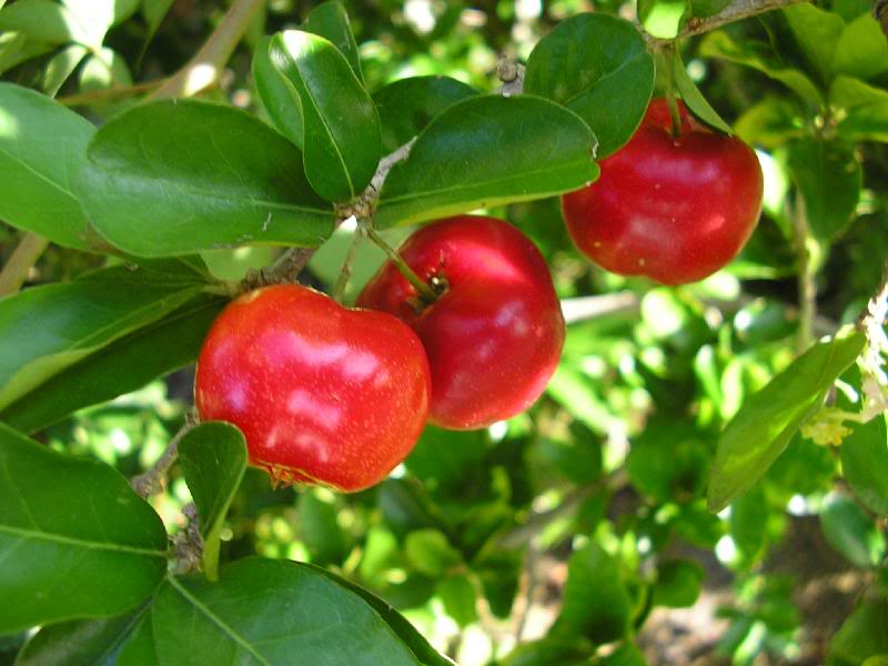 P9010011 Barbadoes Cherries