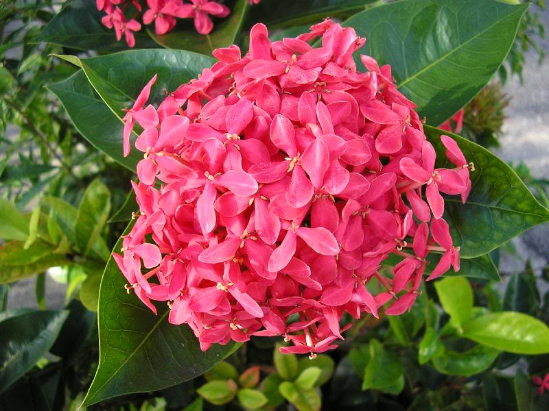 P9020001 Ixora or "Flame In The Woods" _ A very common ...
