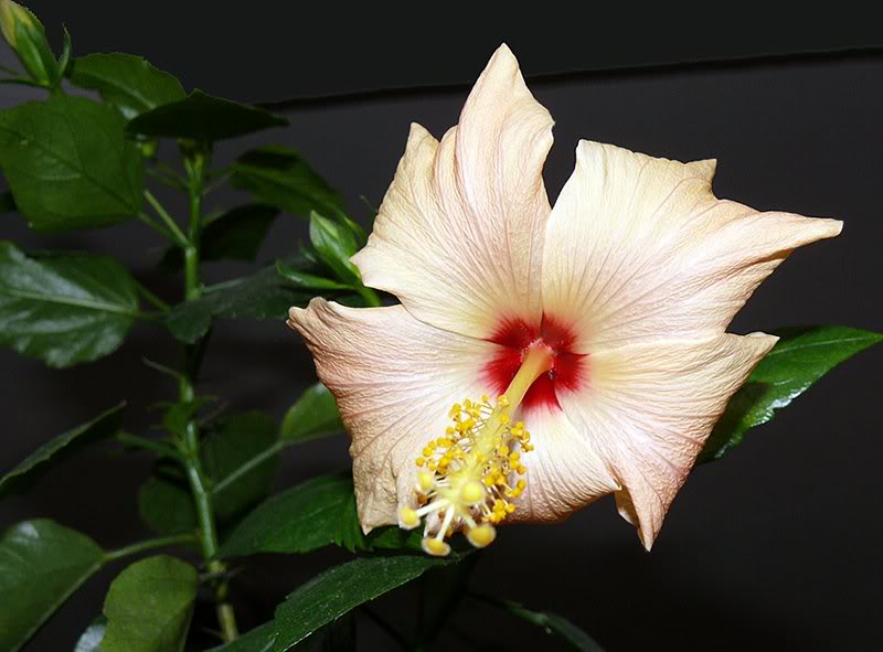 Hibiscus_0109