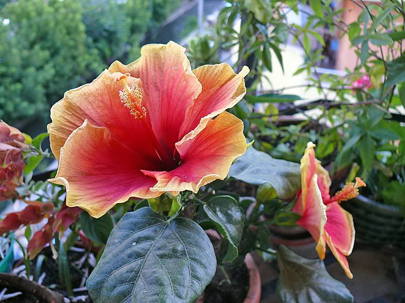 Hibiscus_11_08