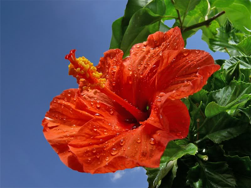 Hibiscus_13
