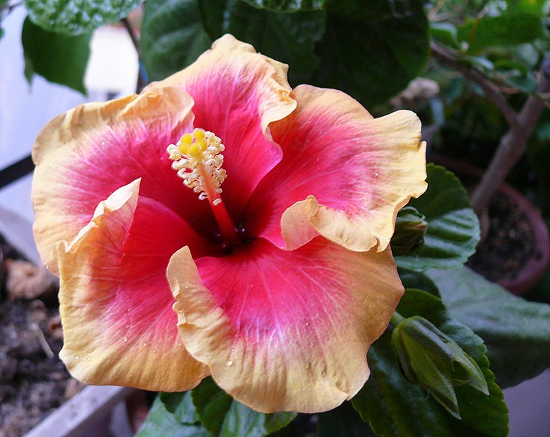 Hibiscus_14_200 8