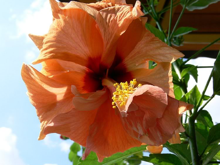 hibiscus_1