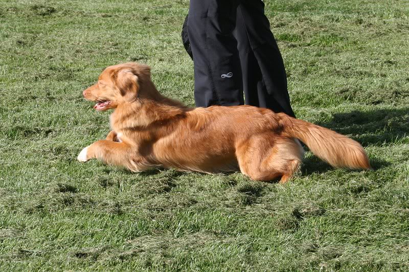 Taiga leaving the line