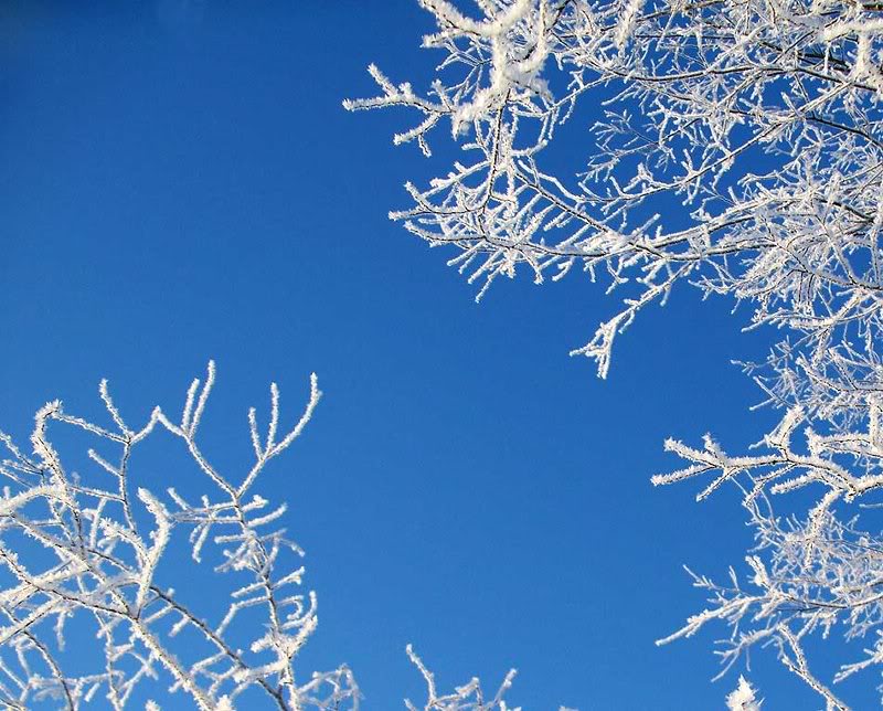 Crystal Ice Covered Branches