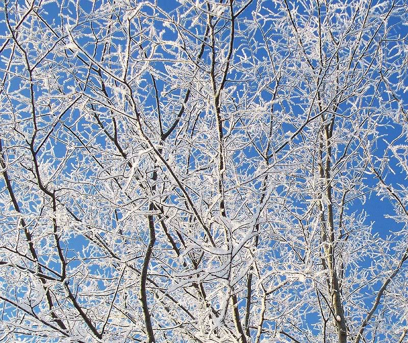 Ice Covered Tree