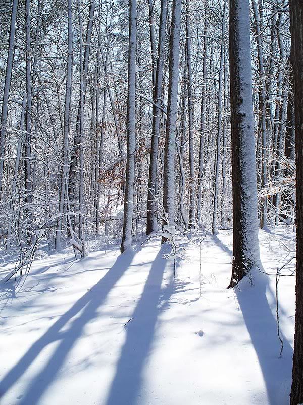 Long Shadows in Snow