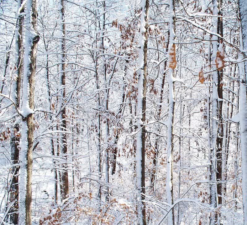 Tree Trucnks Snow Covered