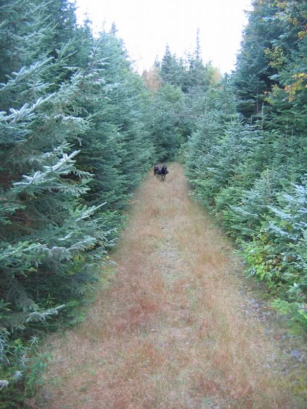 Trail North to Canada