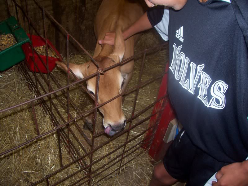 cow liking his nose.