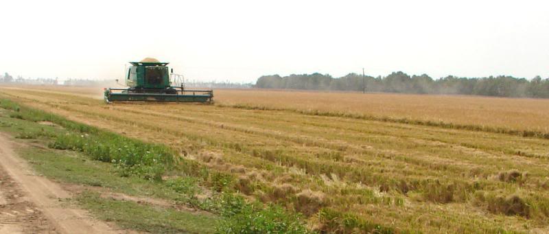 Combining Rice