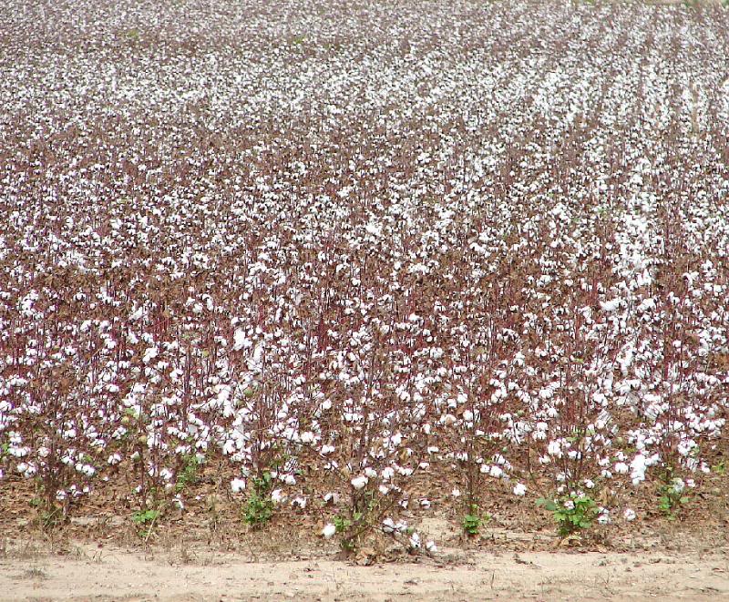 Dryland cotton