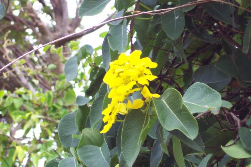 Bovocoap Point Flowers